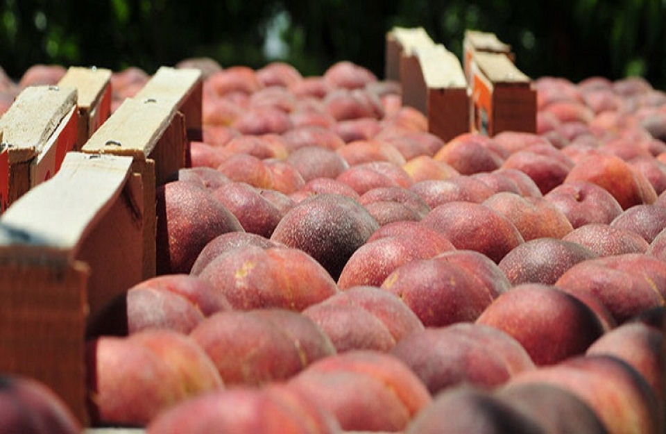 Απώλεια 900 εκατ. ευρώ στα οπωροκηπευτικά από το ρώσικο εμπάργκο