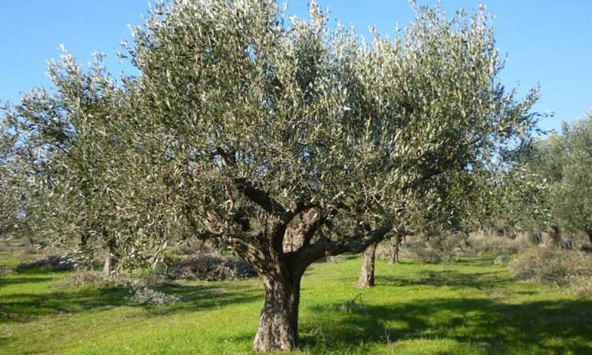Λάδι: Σεκιούριτι και περιπολίες στα χωράφια – Μπαίνουν νύχτα και μαζεύουν τις ελιές