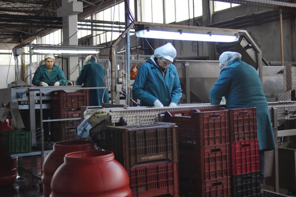 Ο Α. Σ. Ένωση Αγρίνιου ζητά για πρόσληψη εργάτριες στο εργοστάσιο ελιάς