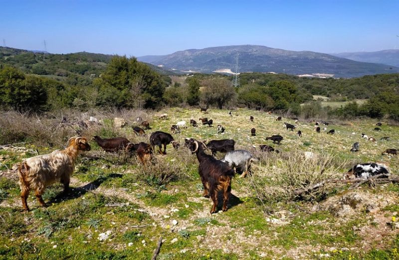 55,2 εκατ. ευρώ η συνδεδεμένη στην αιγοπροβατοτροφία για το 2019/20