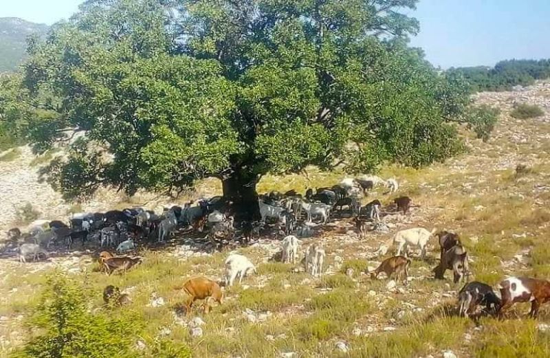 Άμεσες Ενισχύσεις: τι αλλάζει στο πλαίσιο εφαρμογής