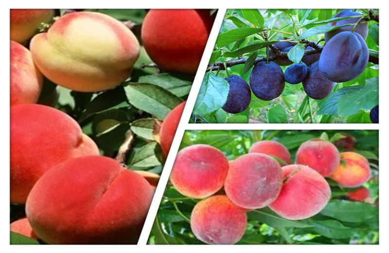 Πυρηνόκαρπα: προστασία από έντομα και ασθένειες