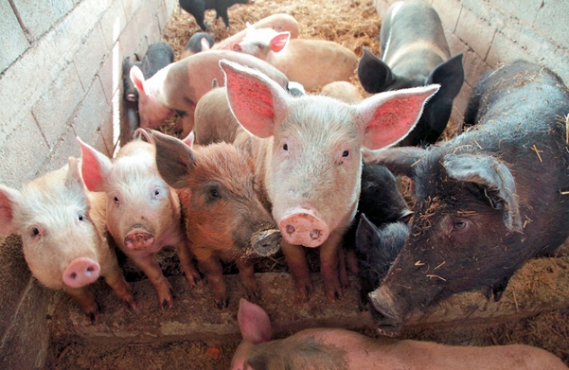 Παγκόσμια δράση για τη καταπολέμηση της αφρικανικής πανώλης των χοίρων