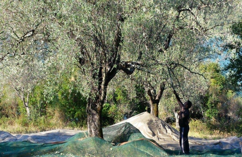 Προστασία στις ελιές: χρήσιμες συμβουλές προς τους παραγωγούς