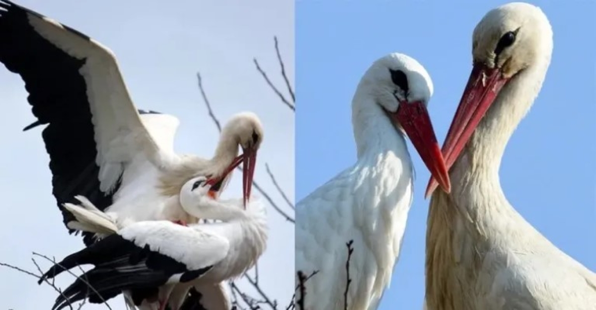 Ένας Πελαργός πετάει 13.000 χλμ εδώ και 16 χρόνια για να δει την τραυματισμένη του αγάπη