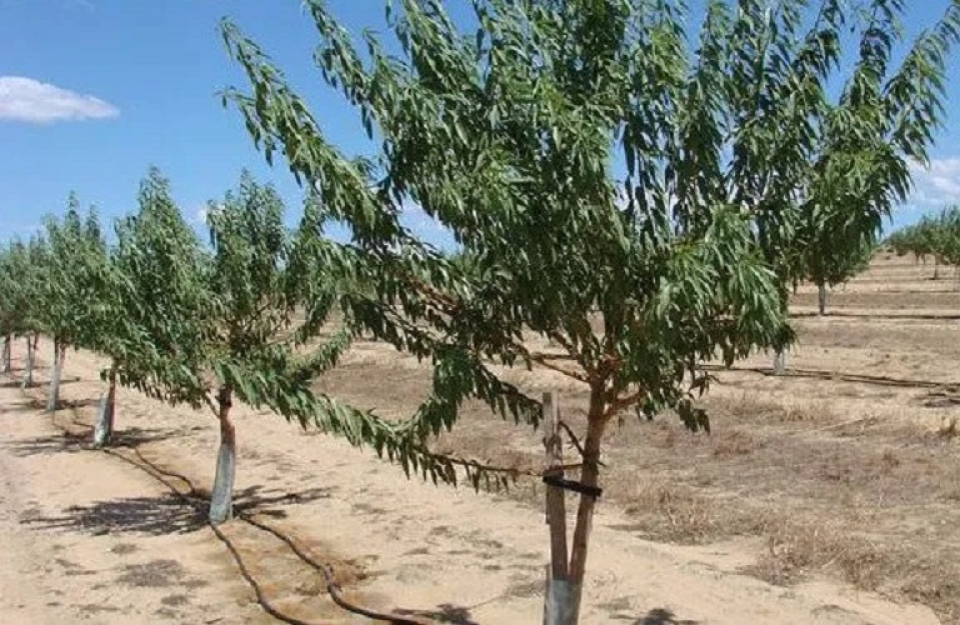 Γεωργικές Προειδοποιήσεις για την καλλιέργεια της αμυγδαλιάς