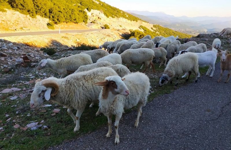 Σπάνιες Φυλές: Τροποποιήσεις-Μεταβιβάσεις