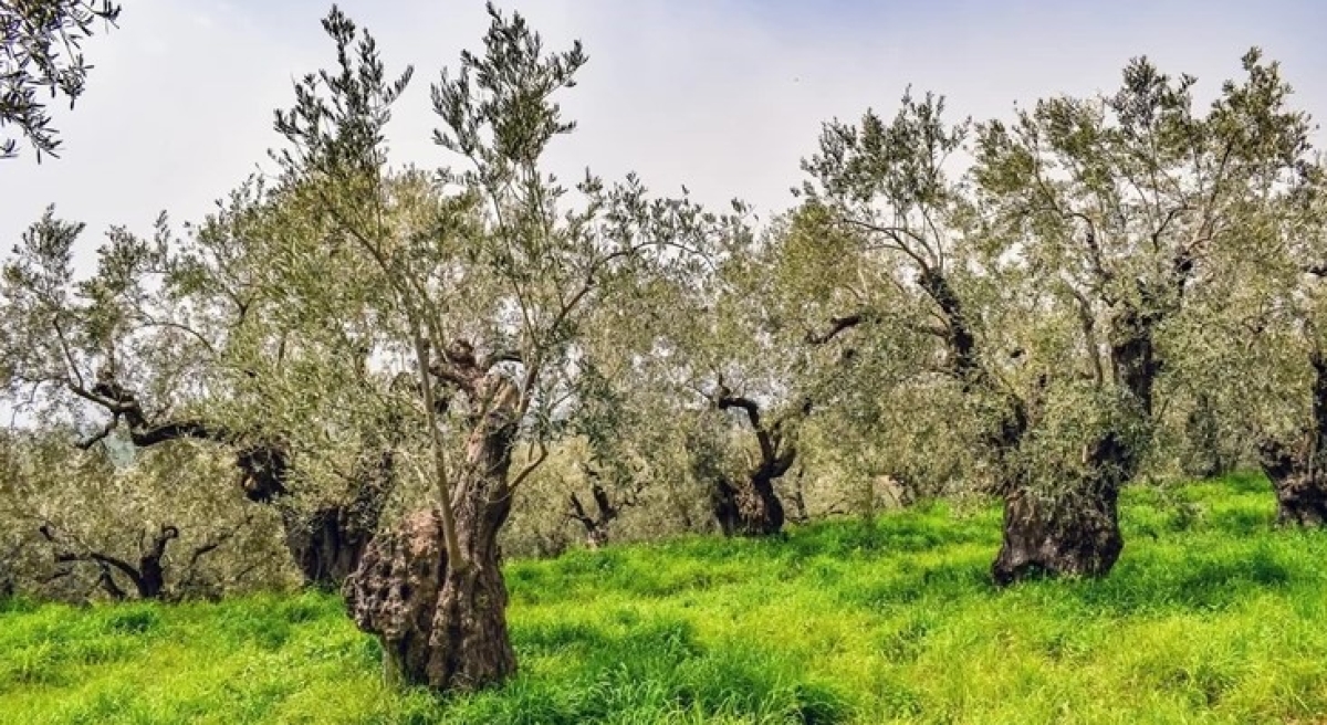«Να μην ξεριζωθούμε από τη γη μας» - Απόγνωση στους ελαιοπαραγωγούς του Καινουργίου - ζητούν μέτρα