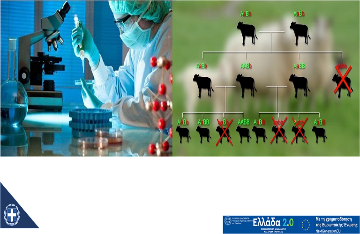 Μετάθεση για την Γενετική Βελτίωση Ζώων