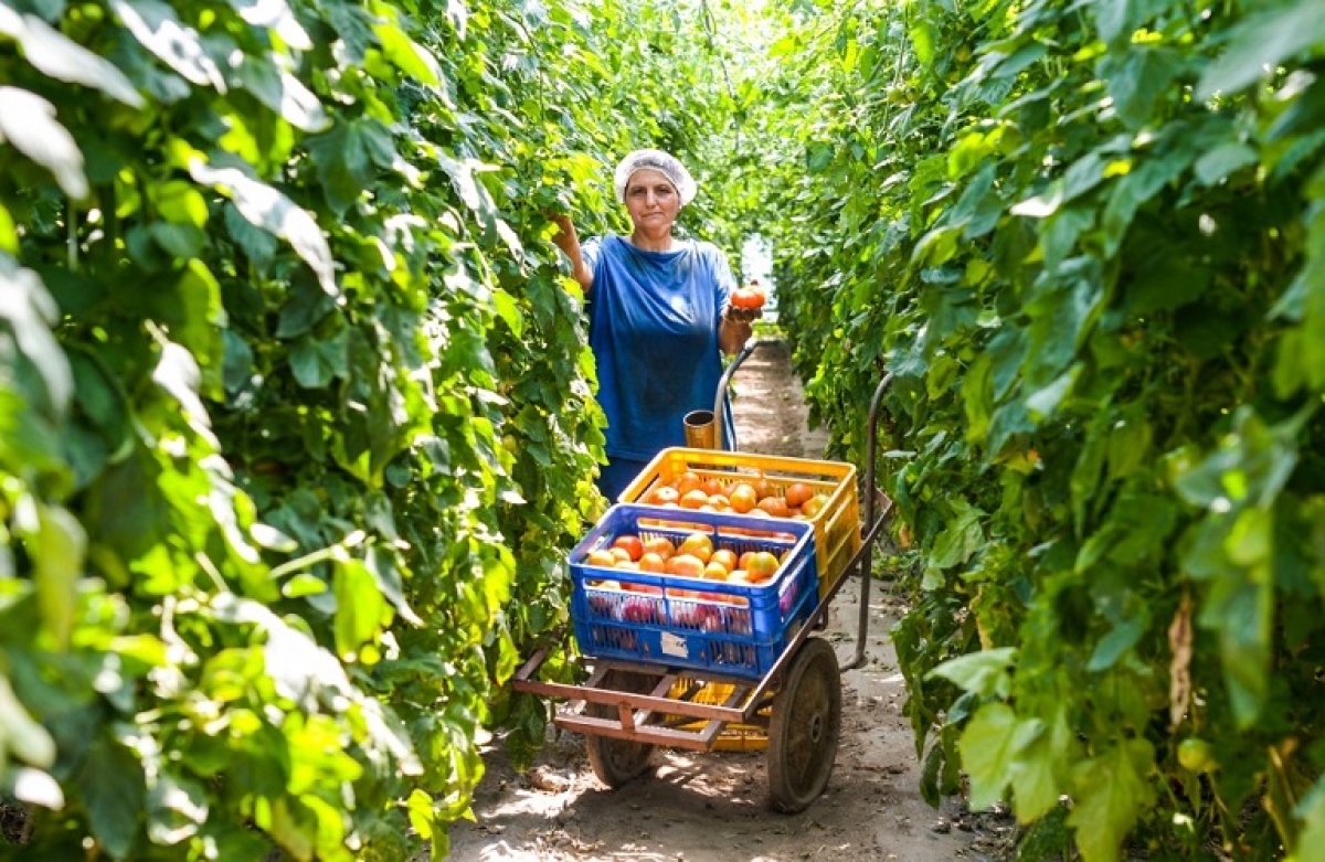 Επεκτείνεται η ασφαλιστική ικανότητα αγροτών για το έτος 2022
