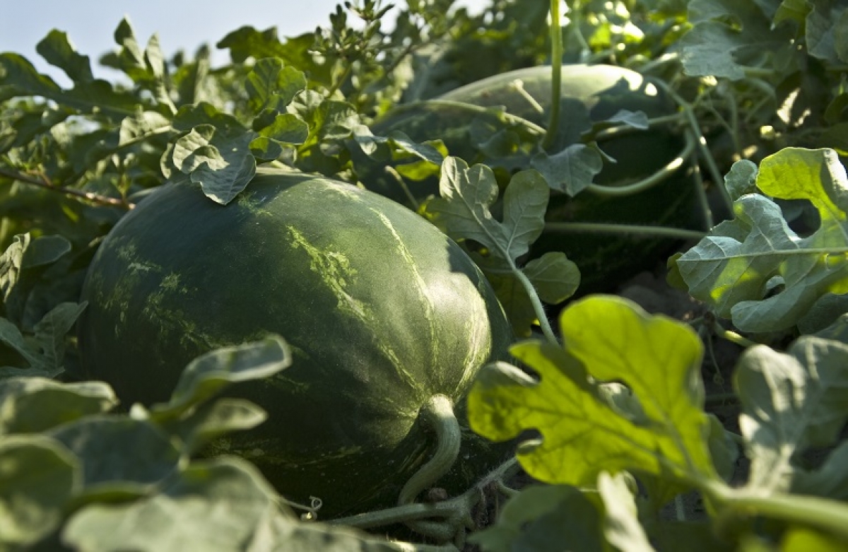 Αλλαγές στις ενισχύσεις για οπωροκηπευτικά, βουβαλοτροφία, επιτραπέζια ελιά, καπνά Βιρτζίνια