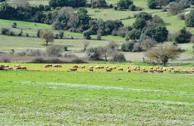 Βιολογικές Καλλιέργειες: υποβολή παραστατικών ειδικών διατάξεων