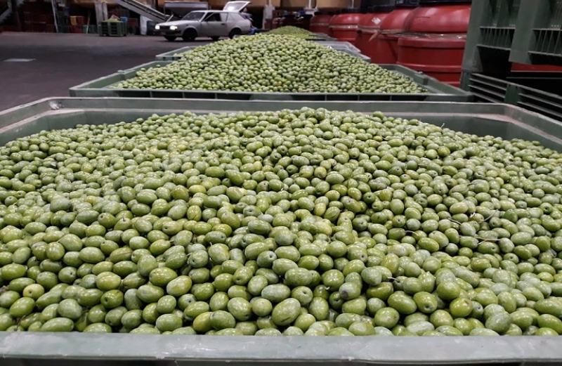 Οι 10 «προβασικές» ποικιλίες ελιάς