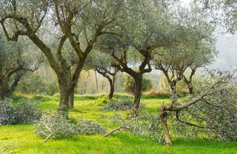 Όσα πρέπει να γνωρίζετε για το κλάδεμα της ελιάς