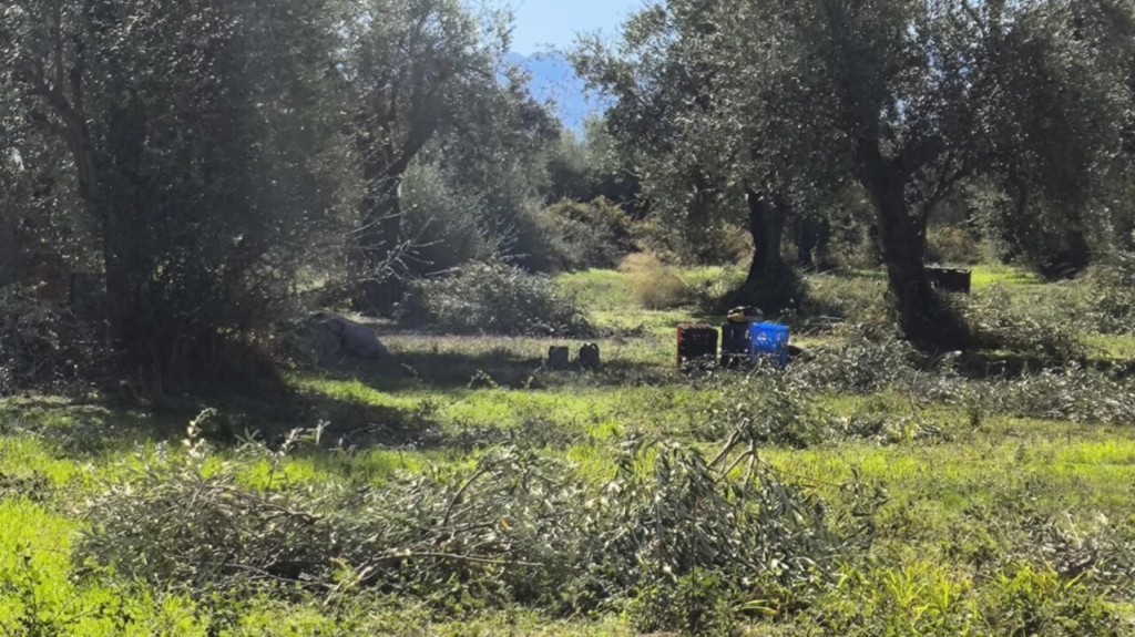Χαμηλότερη των προσδοκιών η φετινή περίοδος συγκομιδής για την πράσινη ελιά Αγρινίου