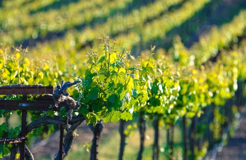 Ο χάρτης των φυτεύσεων για το 2020