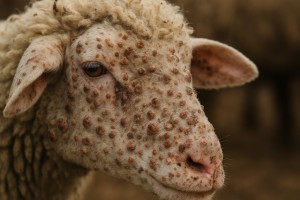 Ενημερωτικό για την ευλογιά των προβάτων - Τα μέτρα για τον περιορισμό και εκρίζωση της νόσου - Τι πρέπει να κάνουν οι κτηνοτρόφοι