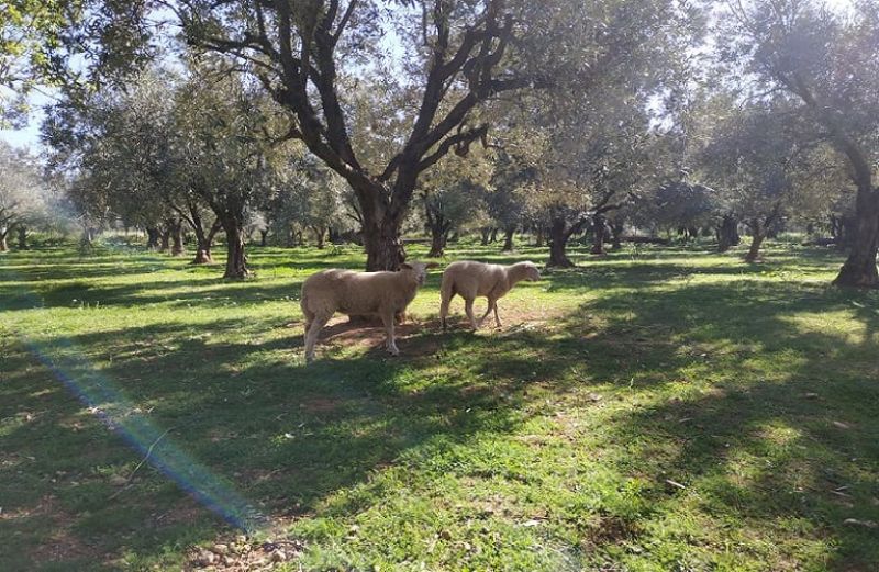 Εργαζόμενοι ΟΠΕΚΕΠΕ: Όχι παιχνίδια στην πλάτη του Οργανισμού