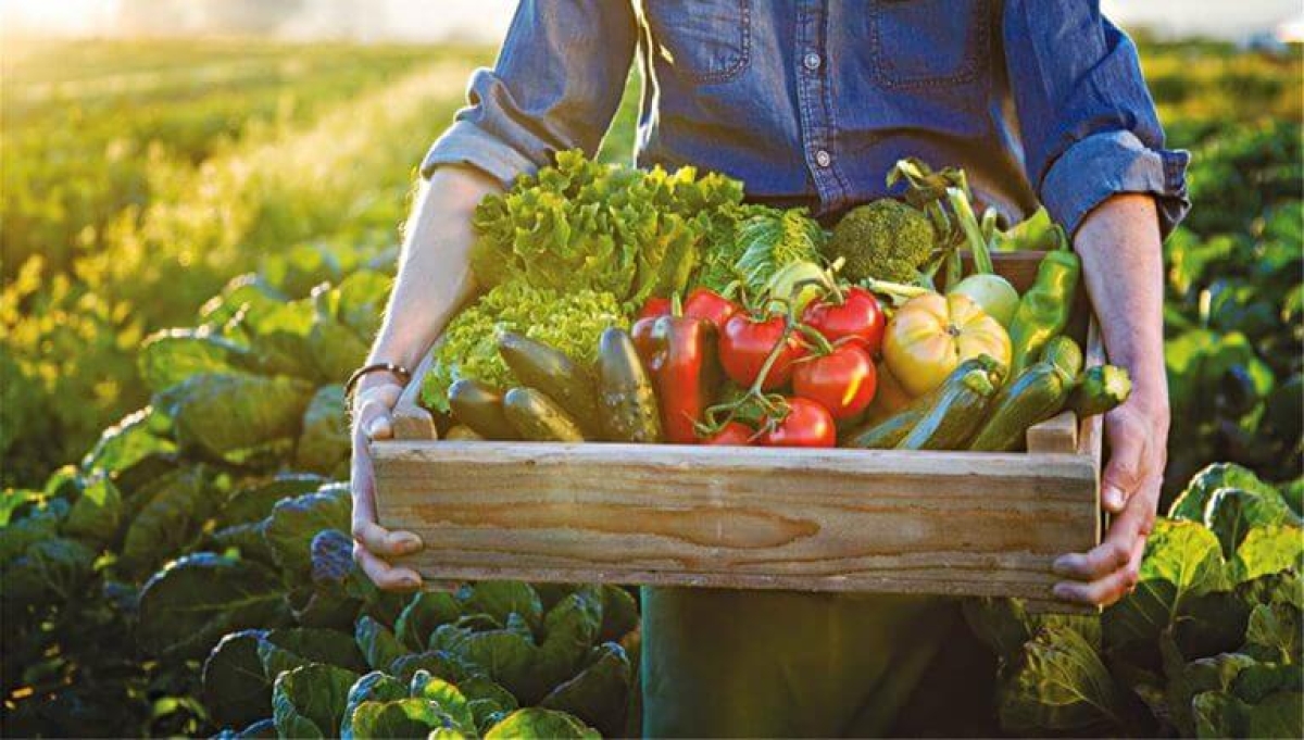 Το κόστος παραγωγής  και η ακρίβεια της καθημερινότητας πλήττουν ανεπανόρθωτα  την αγροτική ζωή