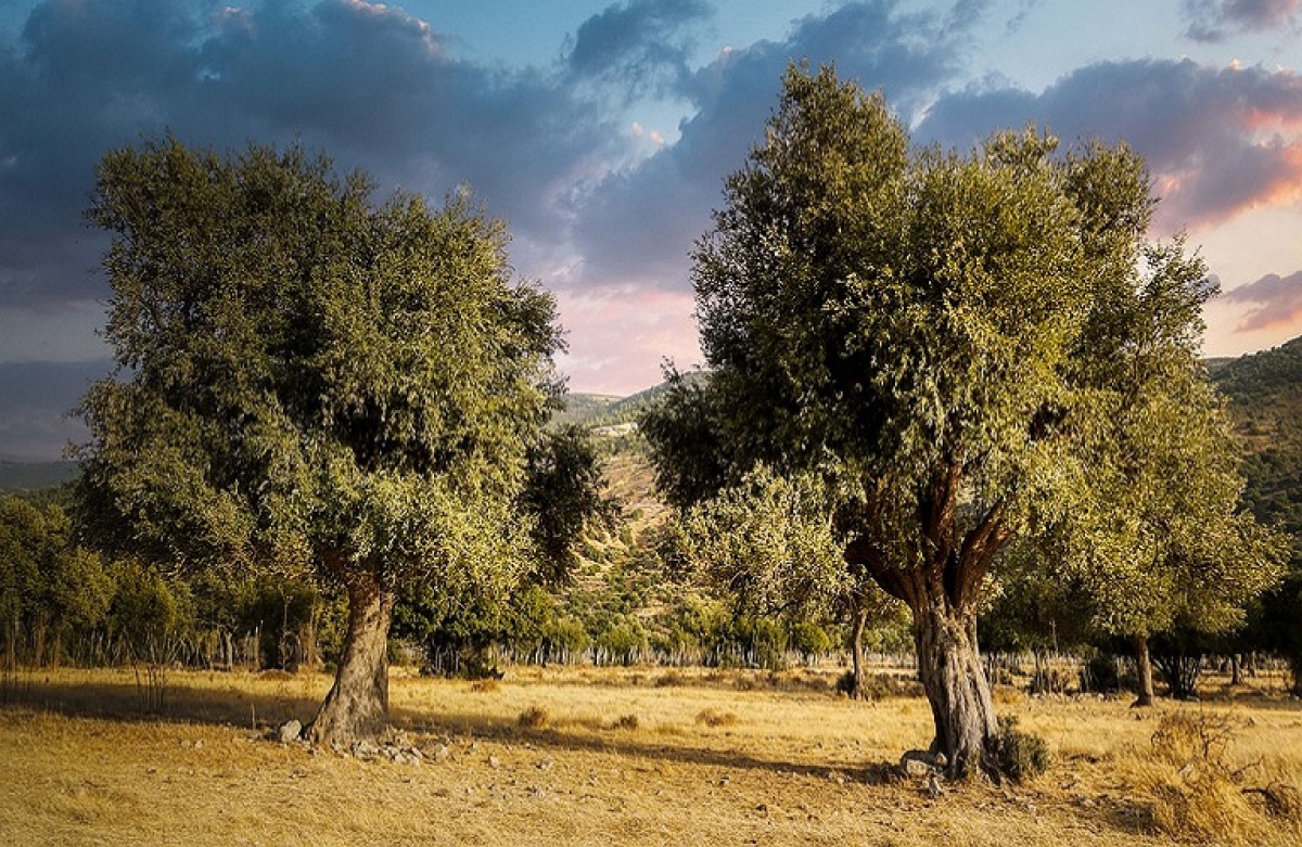 Γεωργαντάς: Στόχος μας η αύξηση της παραγωγής μέσα από συνεργατικά σχήματα