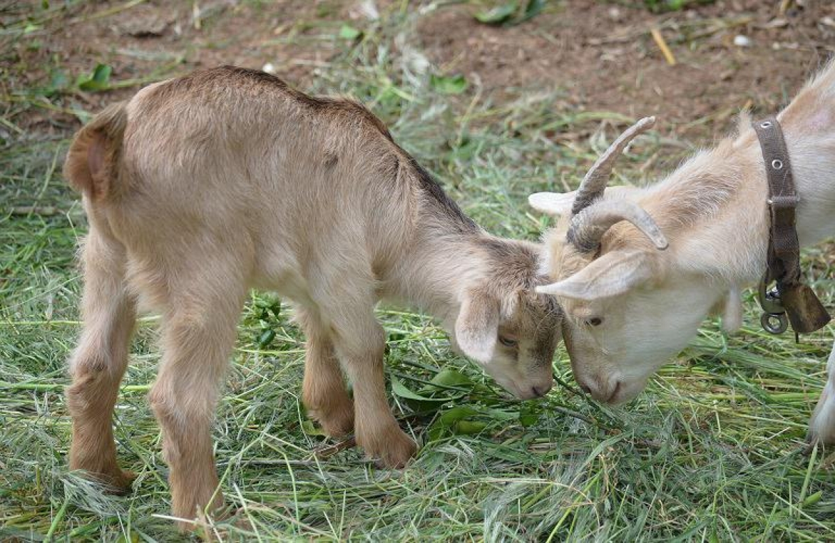 Δημόσια διαβούλευση για την ευζωία των ζώων