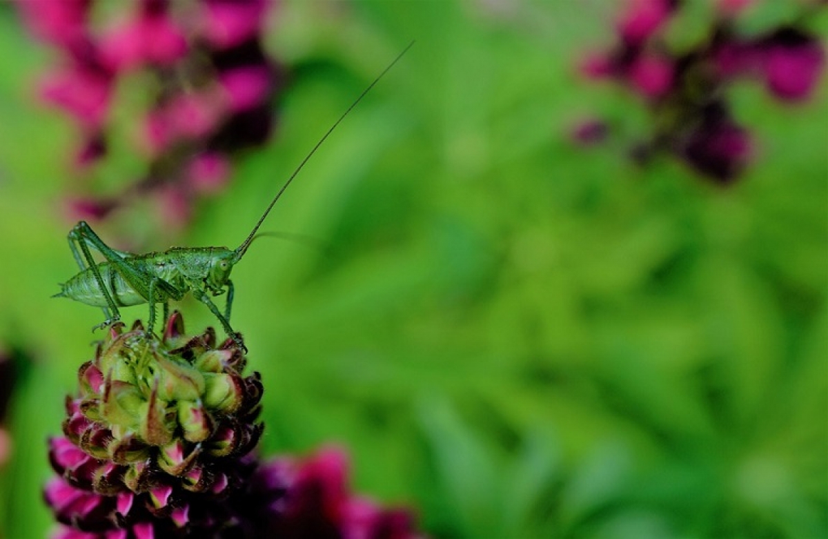 1.677…απειλούμενα είδη στην Ευρώπη