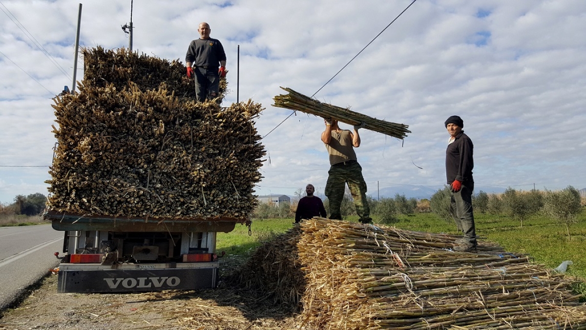 Άρχισαν τα πρώτα «φορτώματα» καλαμιών στα Καλύβια (φωτο)