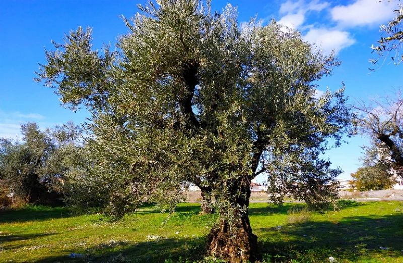 Προτάσεις για τη Δακοκτονία από το ΓΕΩΤΕΕ Πελοποννήσου &amp; Δυτικής Στερεάς Ελλάδας