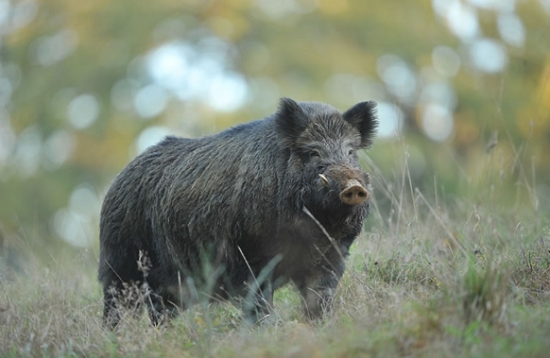Αλωνίζουν στα χωράφια τα αγριογούρουνα
