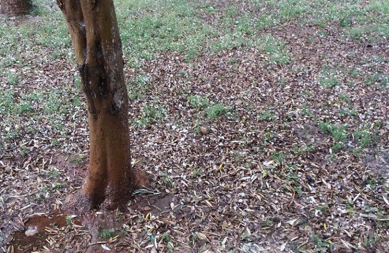 Ο ΕΛΓΑ και ο γρίφος της καρπόδεσης