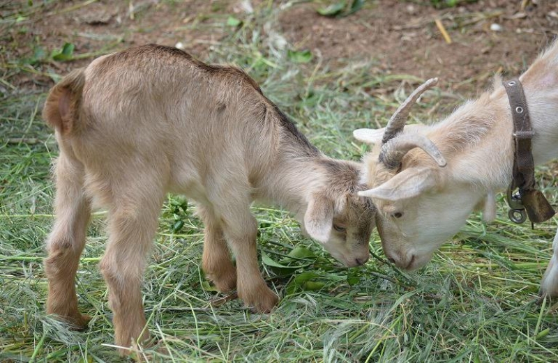 Για την Παγκόσμια Ημέρα των Ζώων