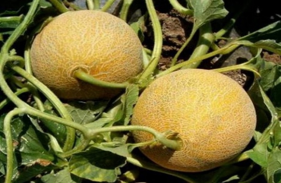 Παρέμβαση για τους παραγωγούς πεπονιού που επλήγησαν από την πανδημία