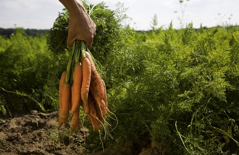 Νέες πρωτοβουλίες για την ενίσχυση της βιολογικής γεωργίας