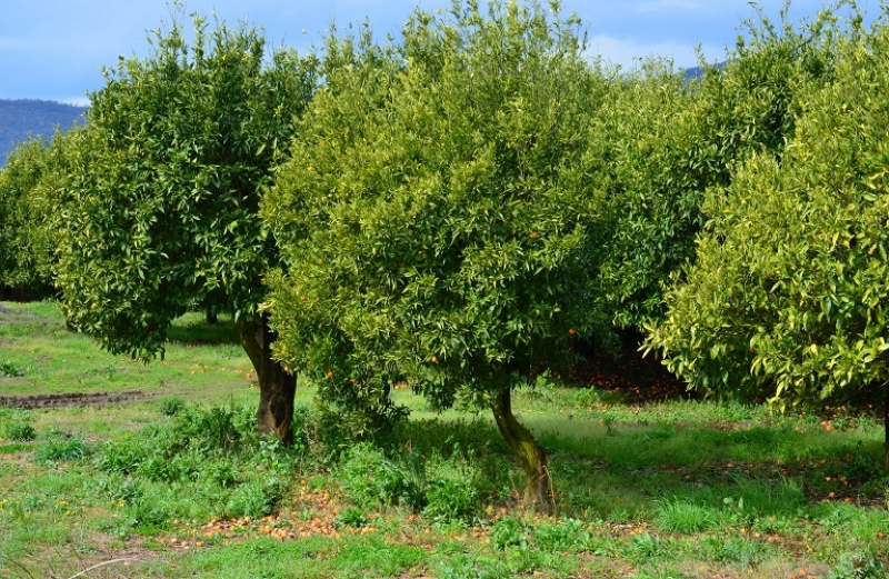 Εσπεριδοειδή και αντιμετώπιση εχθρών