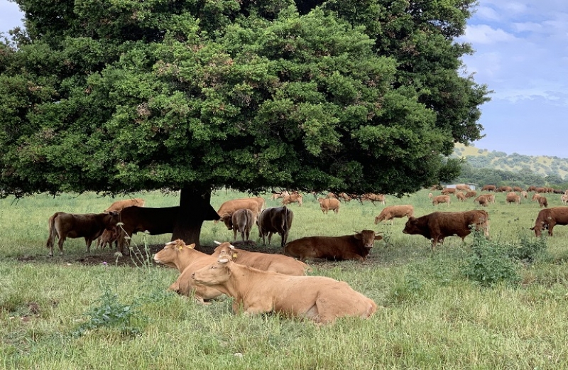 Δράση για την ορθολογική χρήση των γεωργικών φαρμάκων