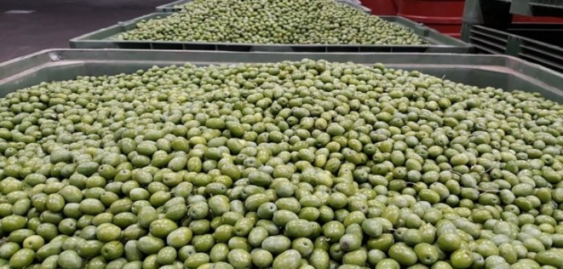 70 ευρώ ανά στρέμμα για τις ελιές Καλαμών