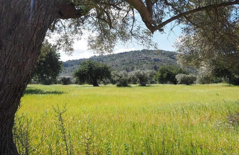 Ελαιώνες και αντιμετώπιση ζιζανίων