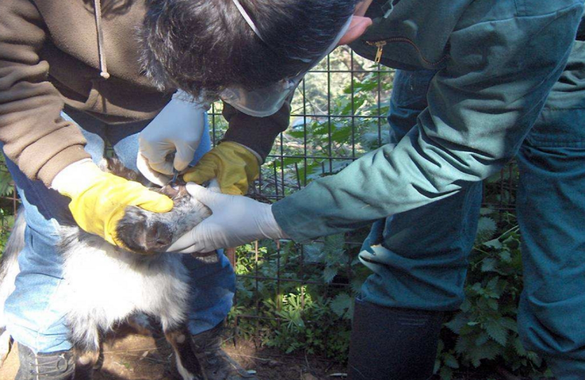 Νέα όπλα στην αντιμετώπιση των ασθενειών των ζώων