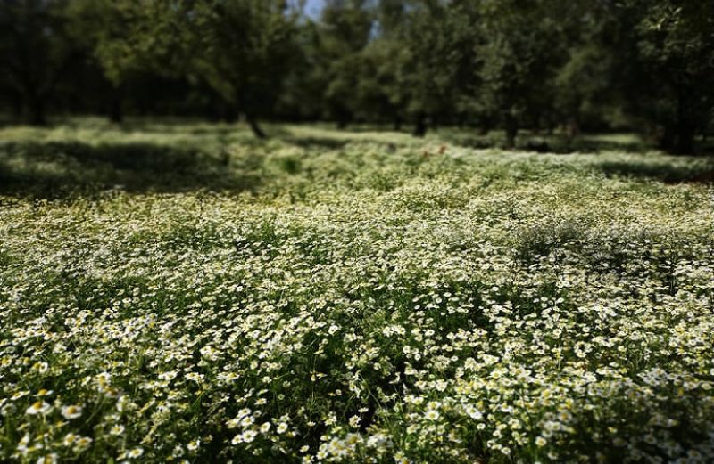 Ολοκληρώνεται η πληρωμή των βιολογικών