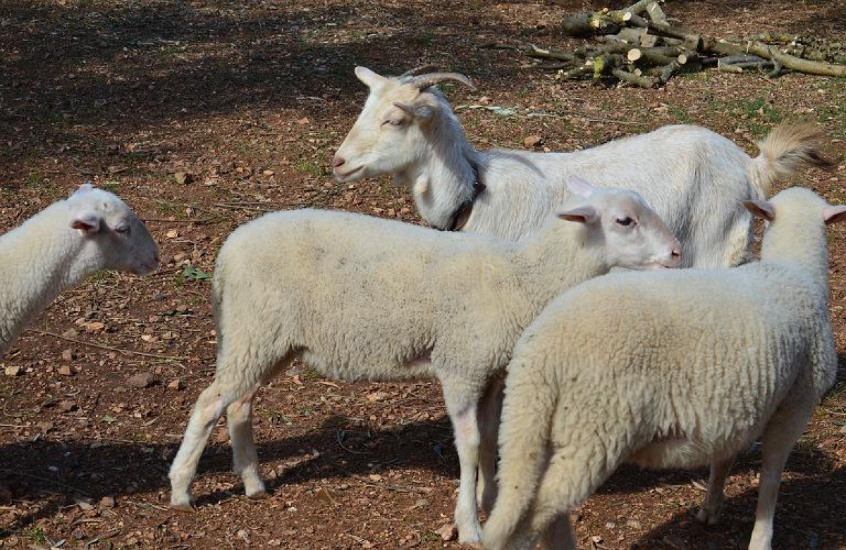 Γενετική βελτίωση ζώων: Από 31 Μαρτίου οι αιτήσεις στήριξης