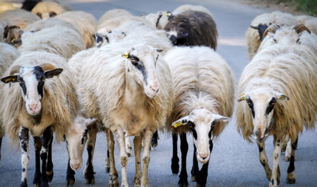 Συναγερμός στη Γουριά: Δεκάδες νεκρά πρόβατα μετά τα κρούσματα του ιού Δυτικού Νείλου