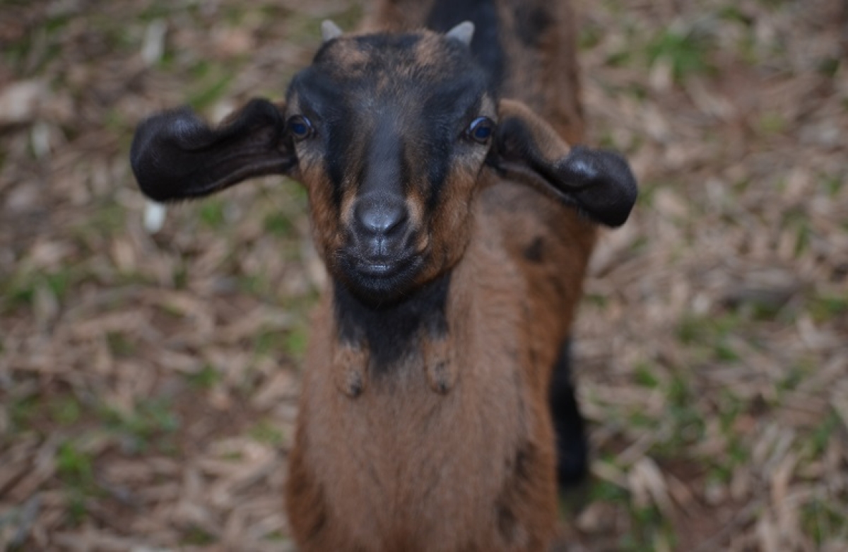 Στο Αγρίνιο το 36ο Επιστημονικό Συνέδριο της Ελληνικής Ζωοτεχνικής Εταιρίας
