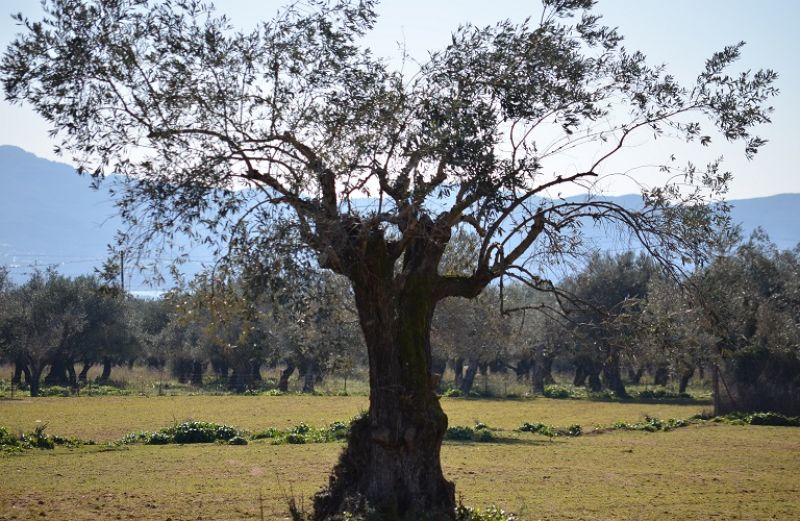 Οι βασικές ασθένειες στις ελιές και πώς να τις αντιμετωπίσετε