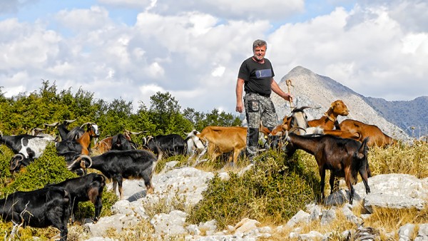 Ο Γιώργος και το κοπάδι του - Άρχοντας στα Βουνά (Βίντεο)