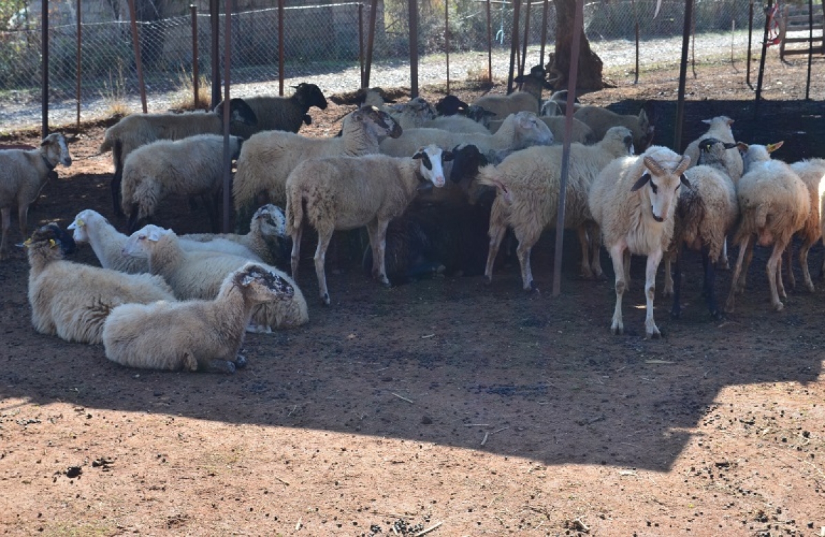 Σταβλικές εγκαταστάσεις: από τις 100.000 σε όλη τη χώρα μόνο οι 16.000 είναι νόμιμες
