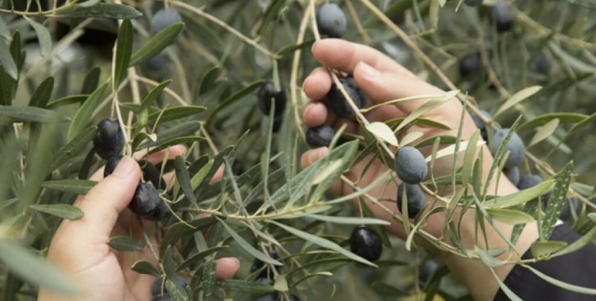 «Κραυγή αγωνίας» από τους ελαιοπαραγωγούς στο Καινούργιο Αγρινίου