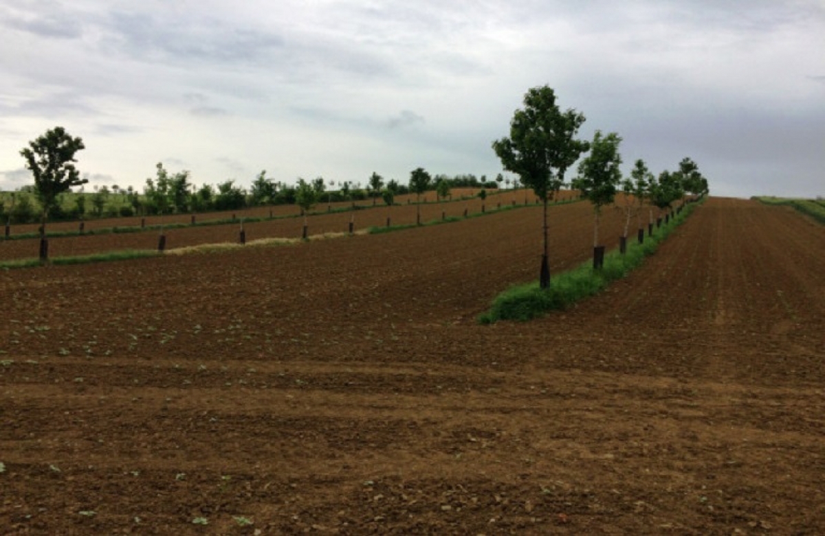 Νέες φυτεύσεις οπωρώνων