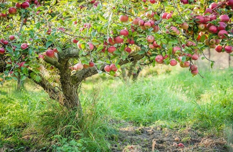 Γεωργικές Προειδοποιήσεις για την καλλιέργεια της μηλιάς