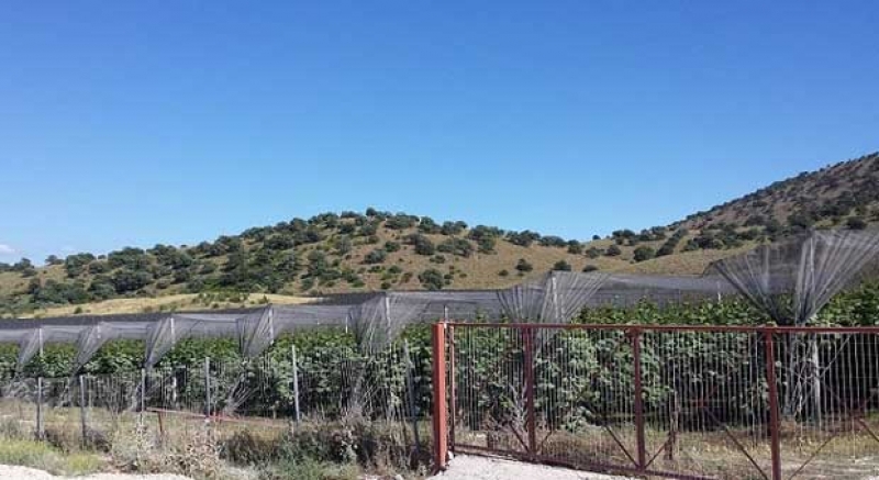 Άνοιγμα εξαγωγών φρούτων στην Κίνα