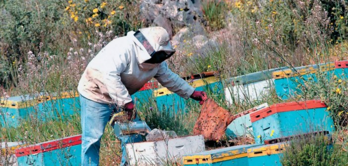 Απαγόρευση κυκλοφορίας στα δάση: Χαριστική βολή για την μελισσοκομία στην Αιτωλοακαρνανία